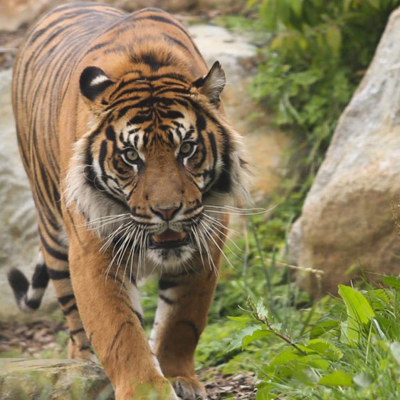 Parc zoologique de Champrépus